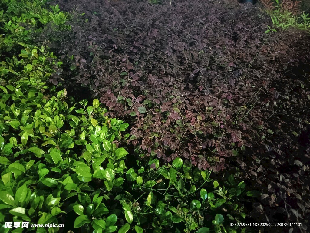 绿意盎然的茂密植物景观