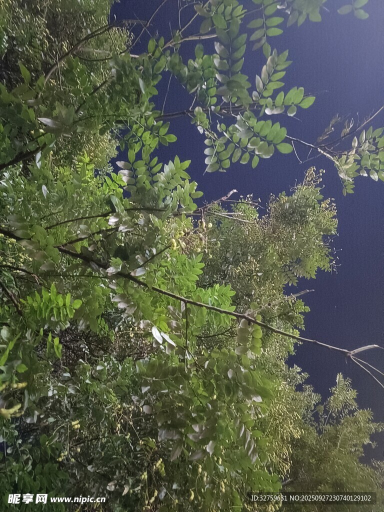 仰视繁茂枝叶与蓝天