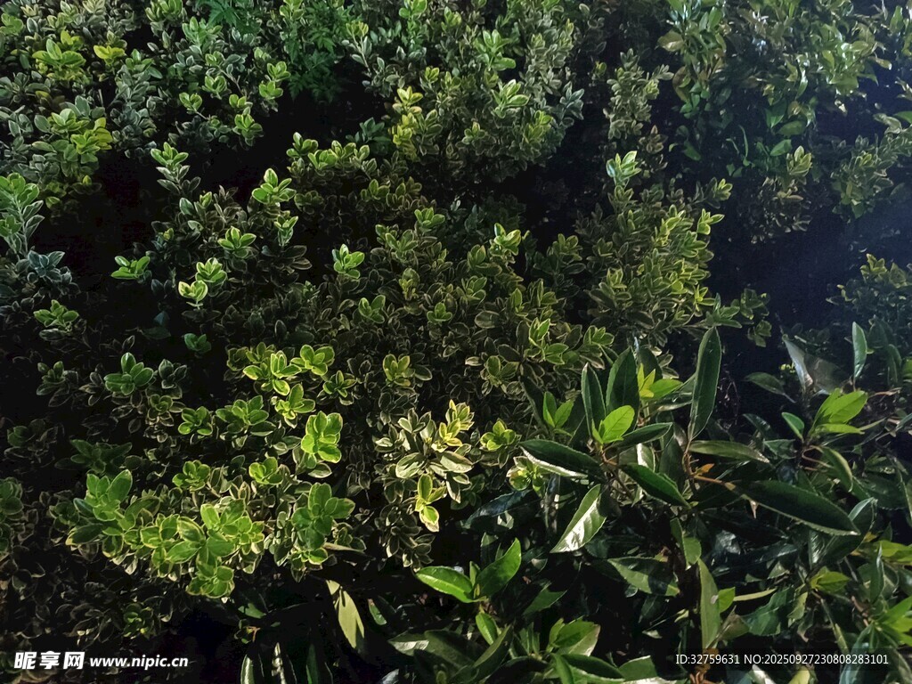 茂密绿植景观