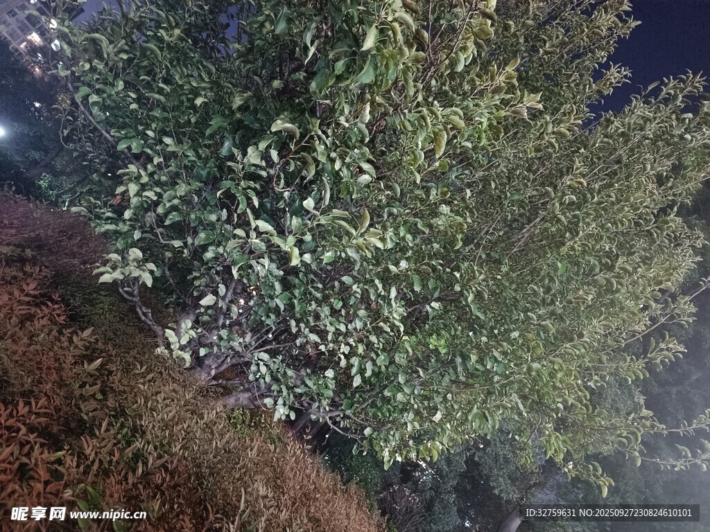 夜晚中的繁茂绿植