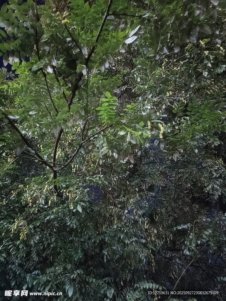 茂密树林中的繁茂枝叶