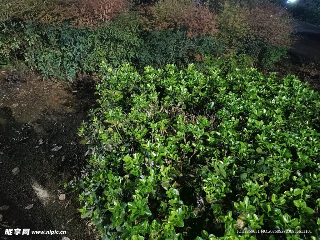 翠绿繁茂的地面绿植景观