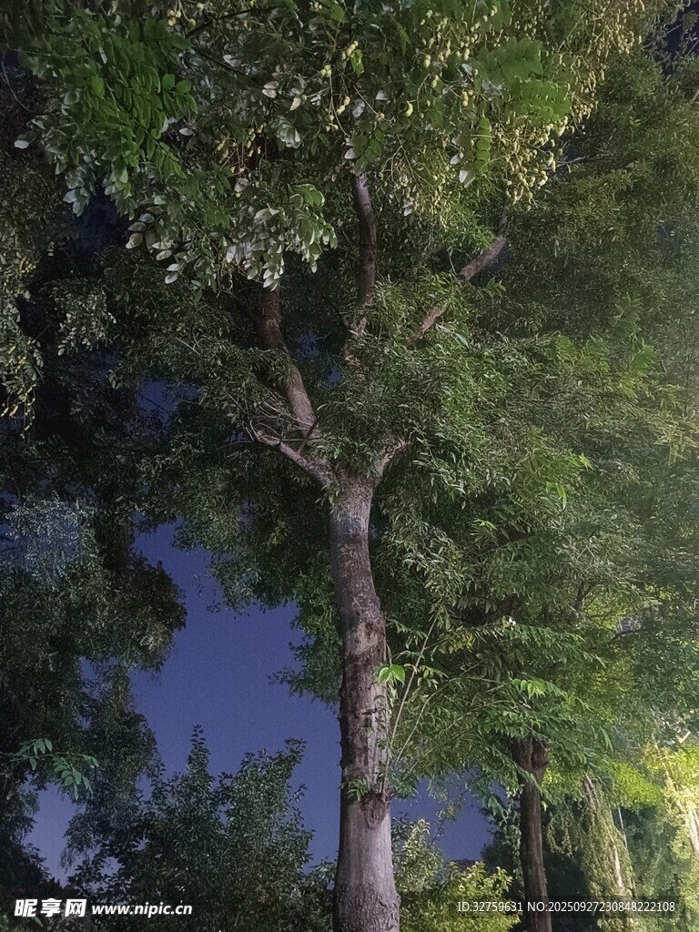 仰望葱郁树木与蓝天