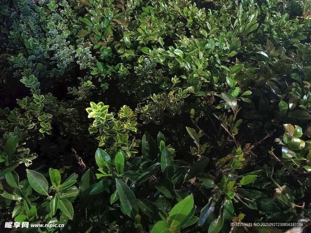 茂密绿植景观