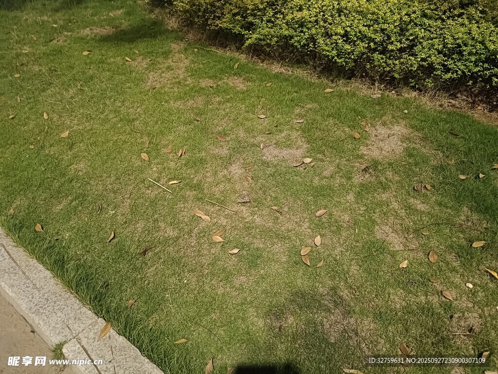 草坪局部光秃景象