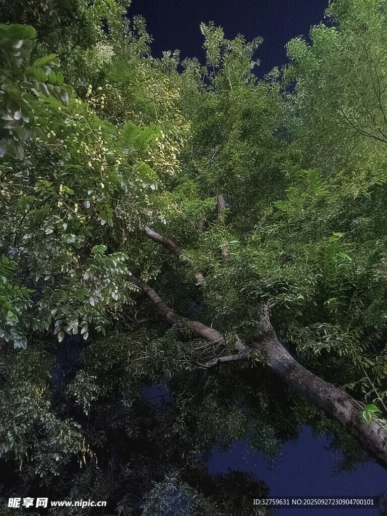 夜幕下繁茂的树枝与绿叶