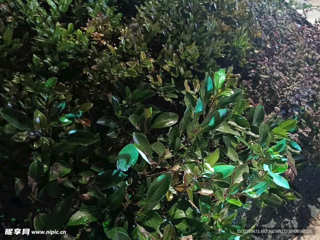 绿叶繁茂的植物景观
