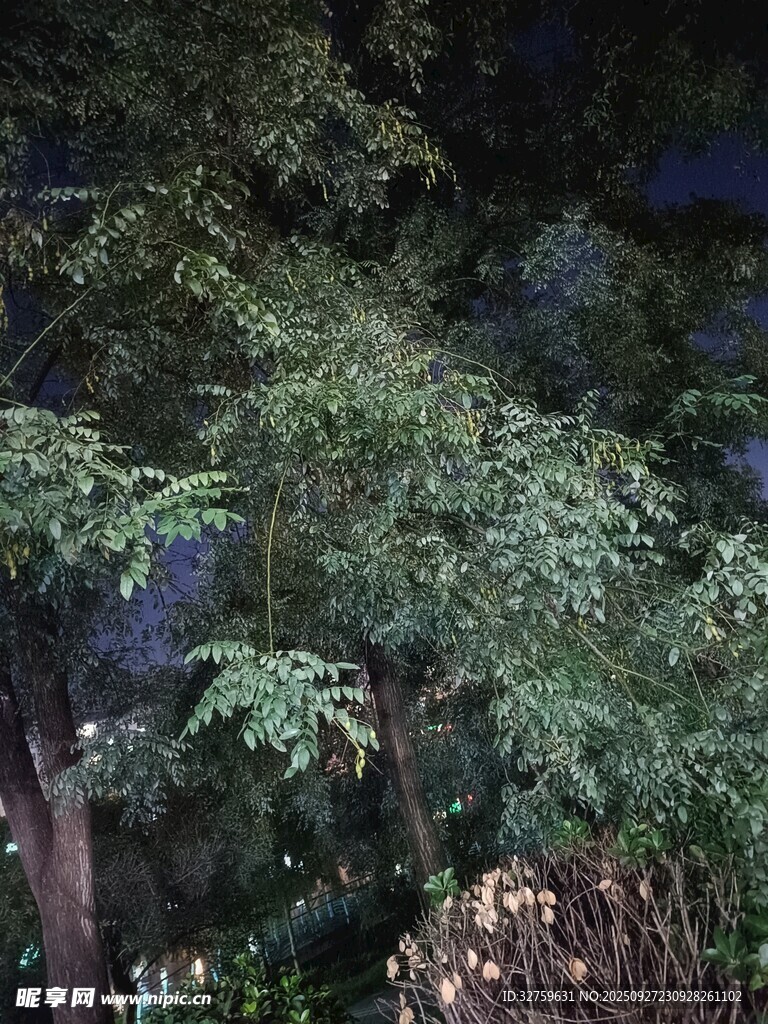 夜晚中的繁茂树木景观