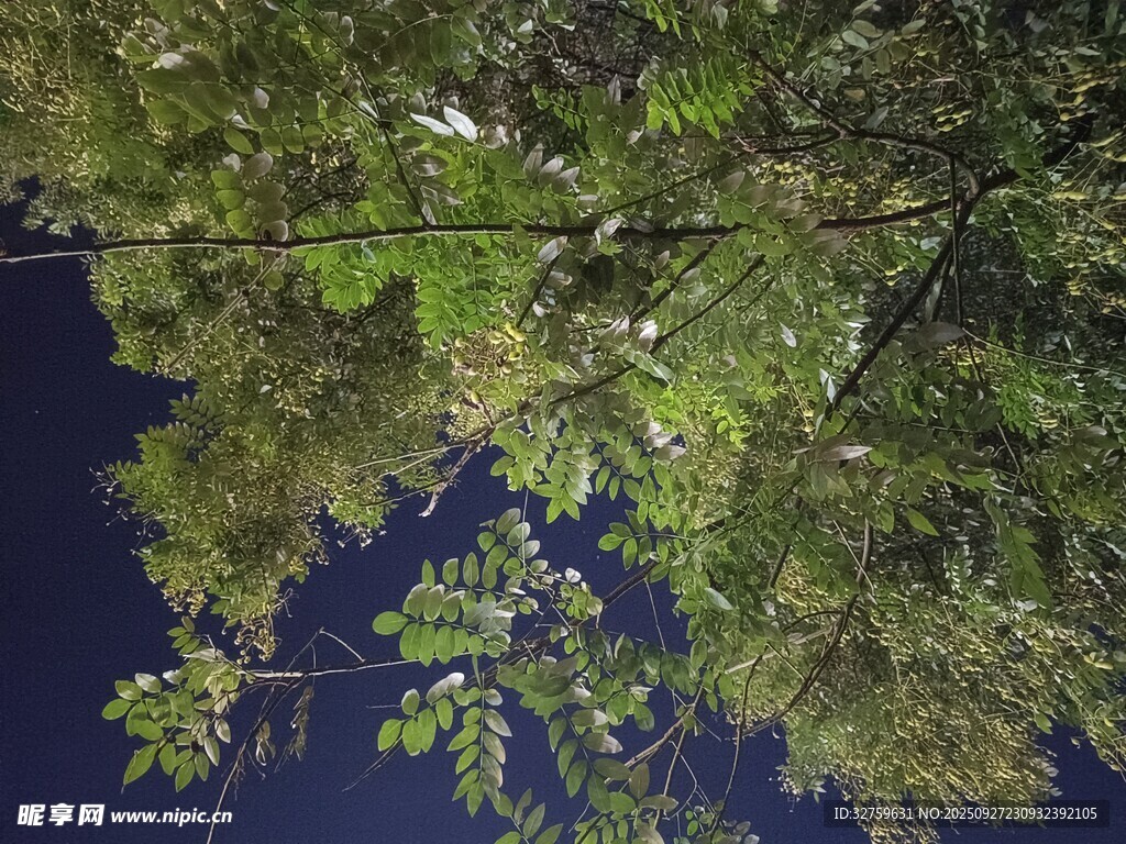 空中俯瞰葱郁森林景观
