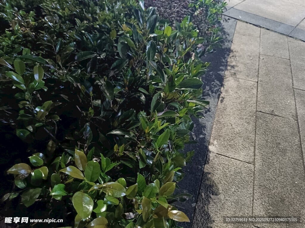 路边绿植景观