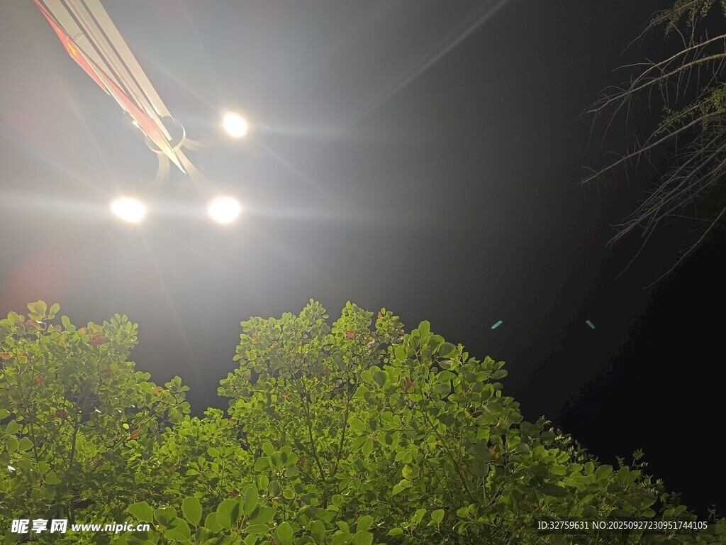 夜空下光束穿透茂密绿树