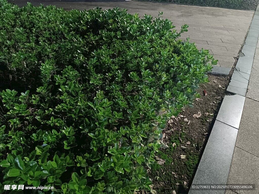路边翠绿灌木丛