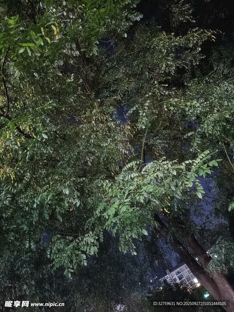 茂密树林中的葱郁枝叶