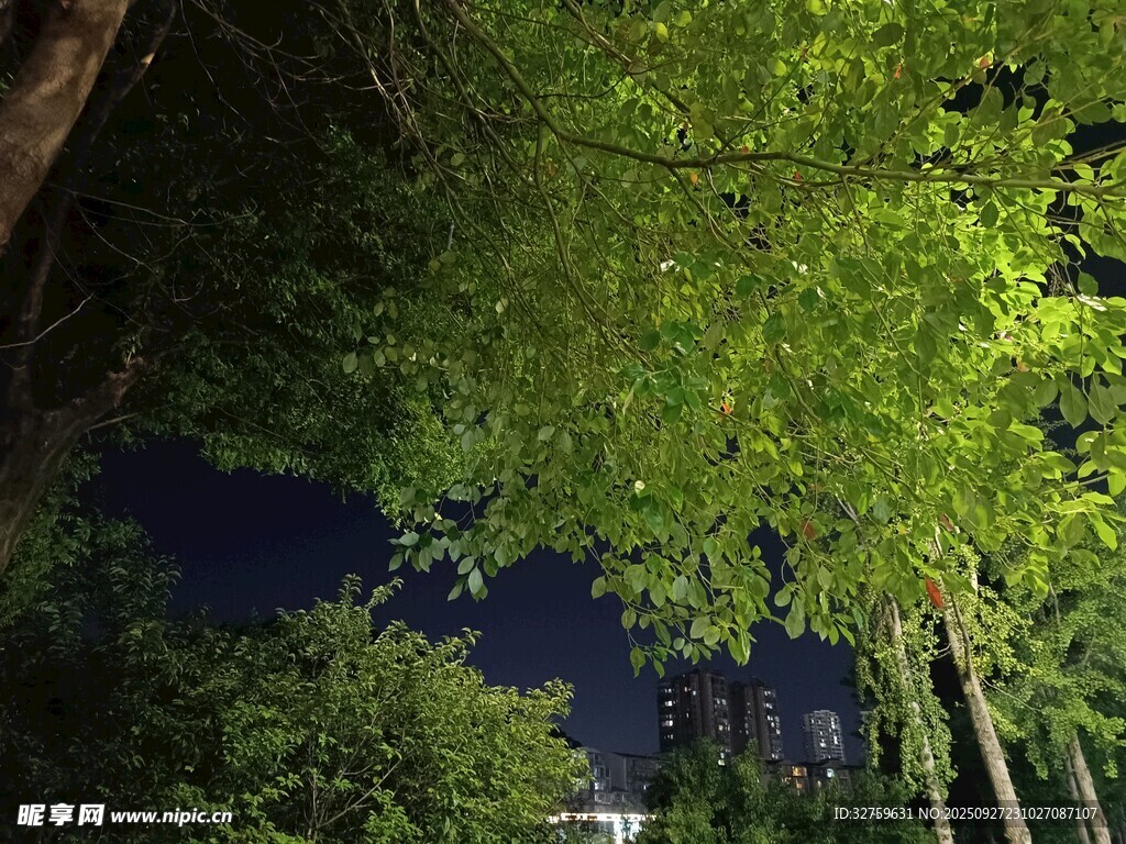 夜幕下的葱郁树林