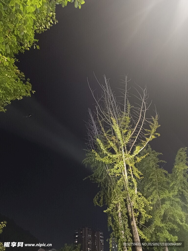 夜中枯树立于葱郁林木间