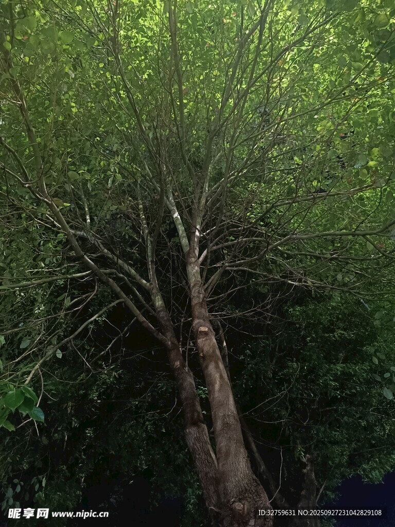 林中挺拔树木