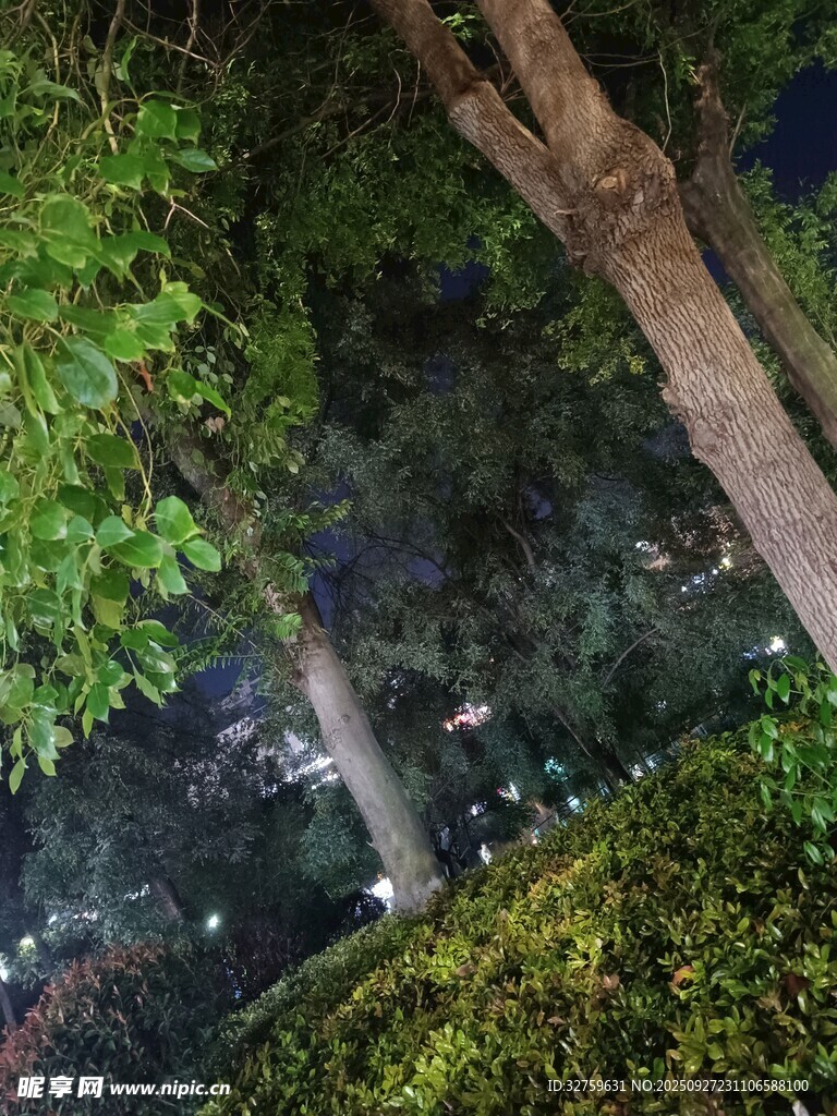 夜晚公园林间的人群景象