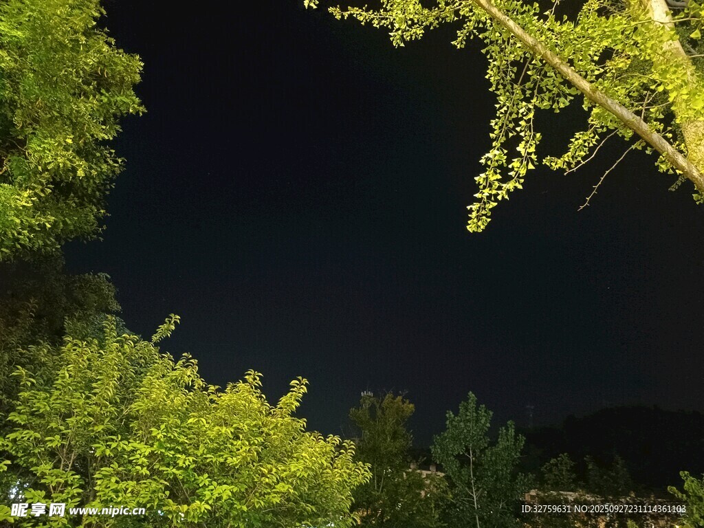 林间夜色下的繁茂绿植