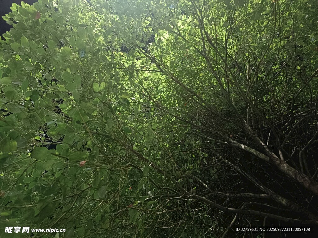 阳光洒落茂密绿色树林