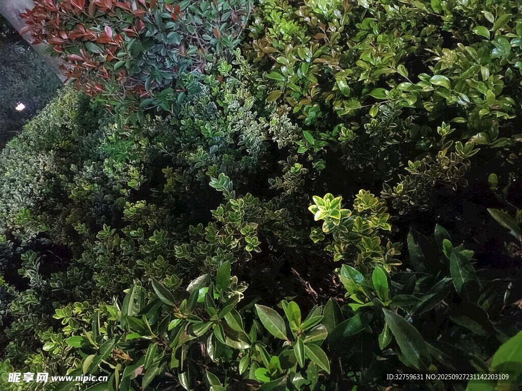 繁茂绿植景观