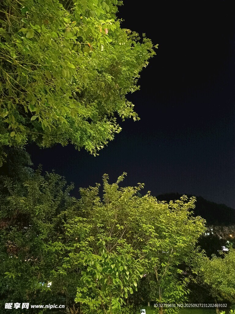 夜晚下葱郁的树梢