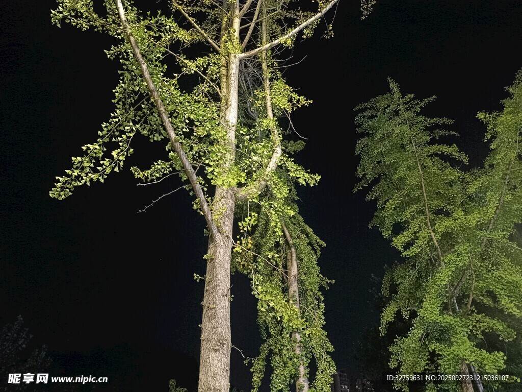 夜间垂枝树木特写