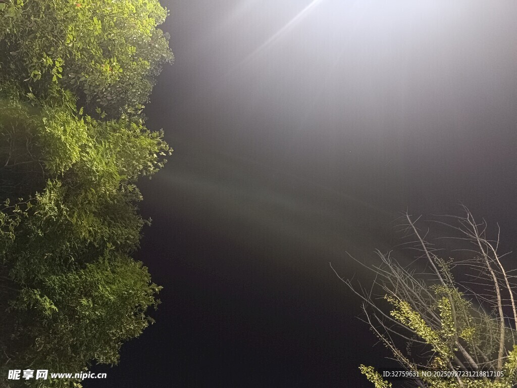 林间阳光穿透绿意瞬间
