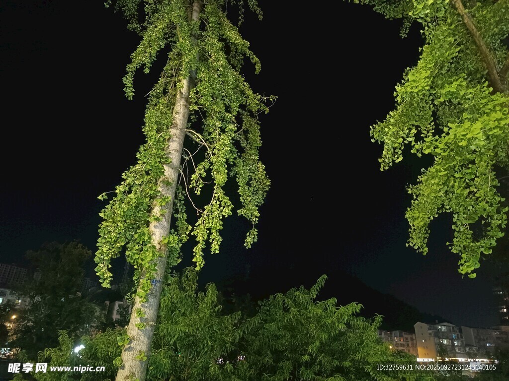 夜下葱郁树木景观