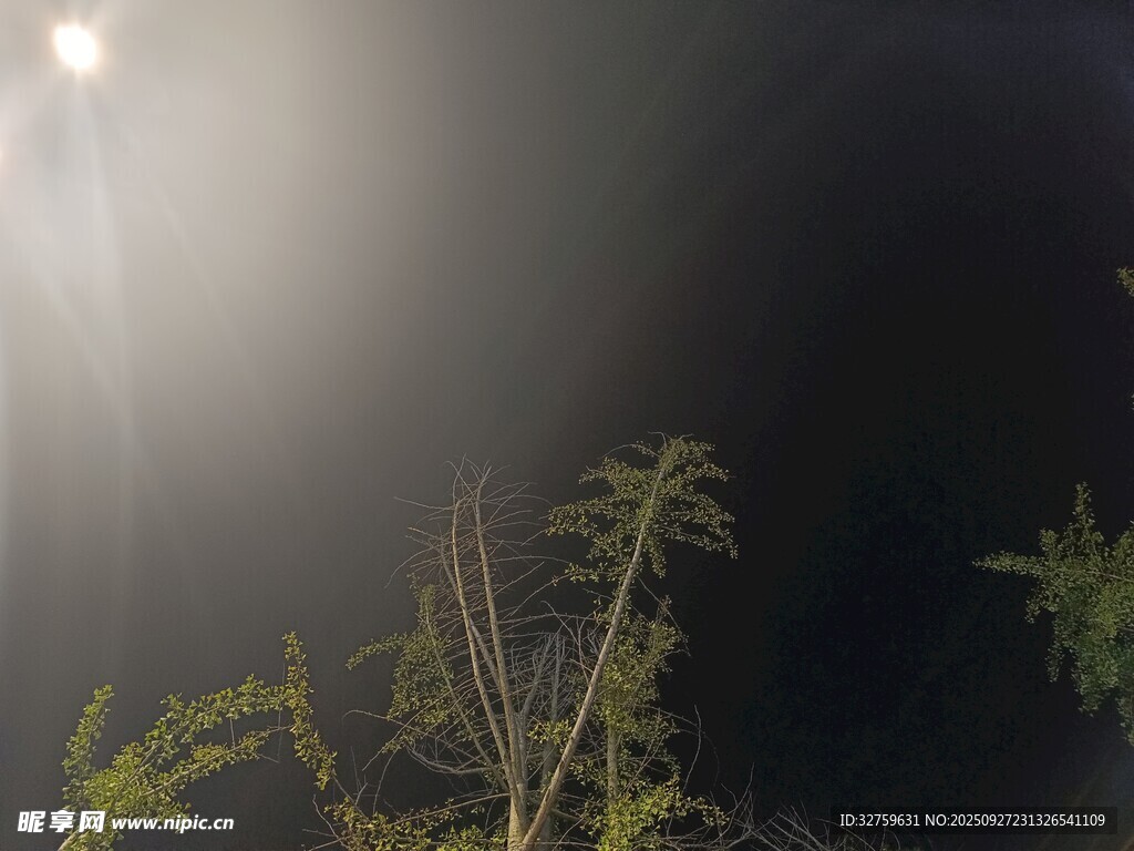 夜中微光下的植物景象