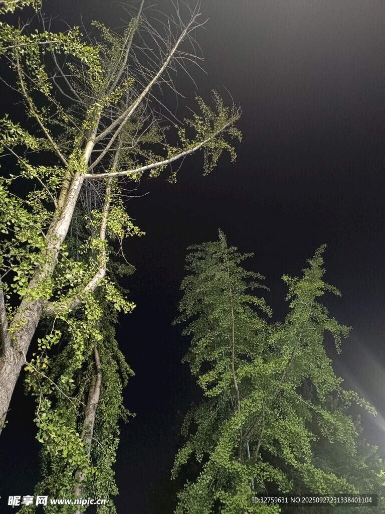 夜中葱郁树木景观