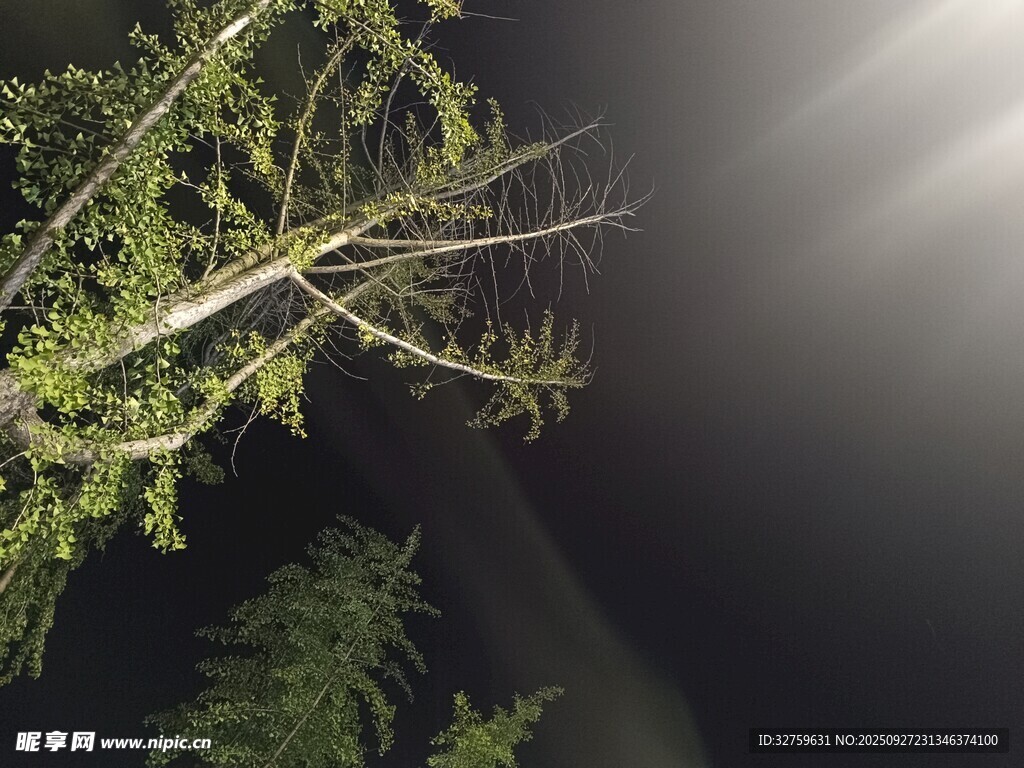 夜中树枝