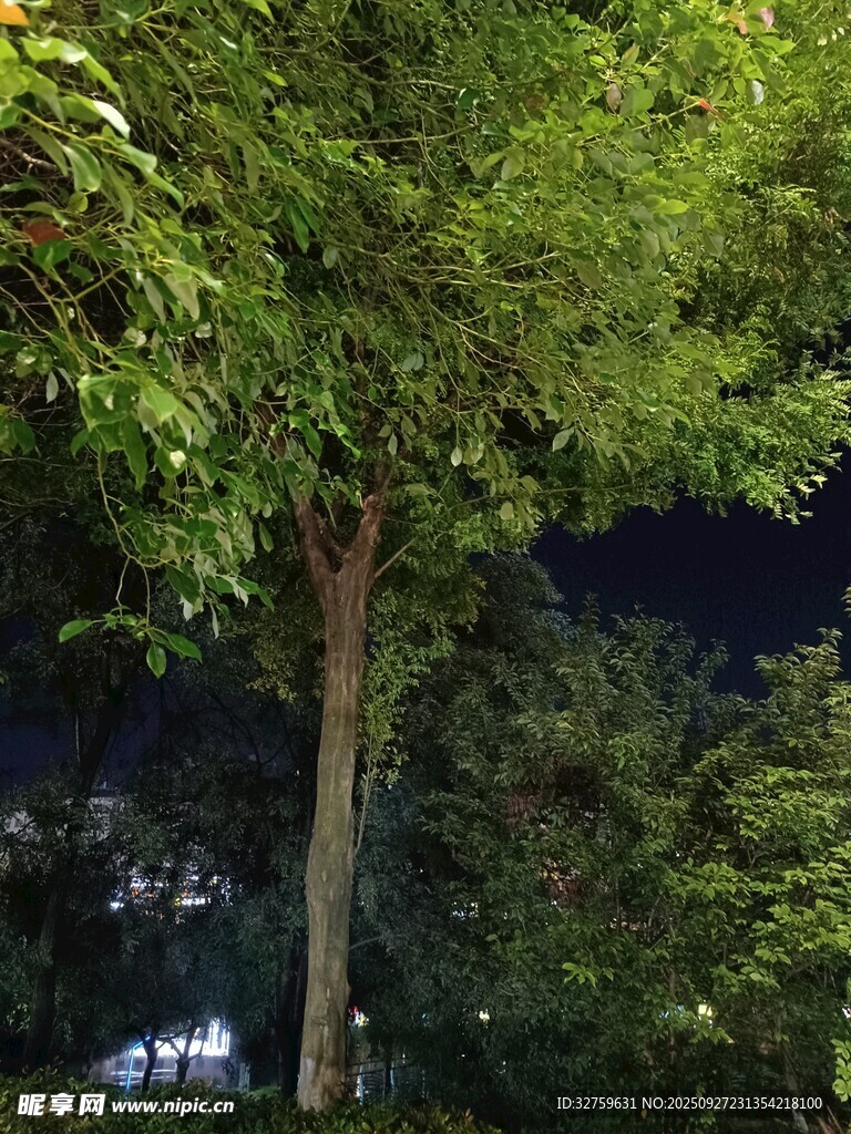 夜晚林间的树木景象