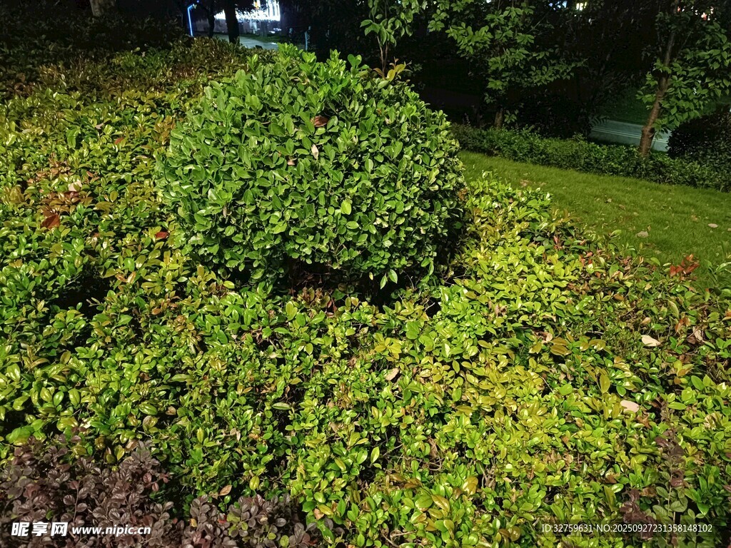 夜晚绿植景观