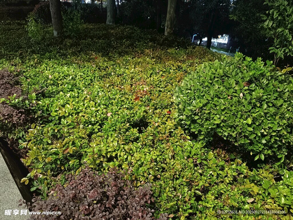 绿意盎然的庭院植物景观