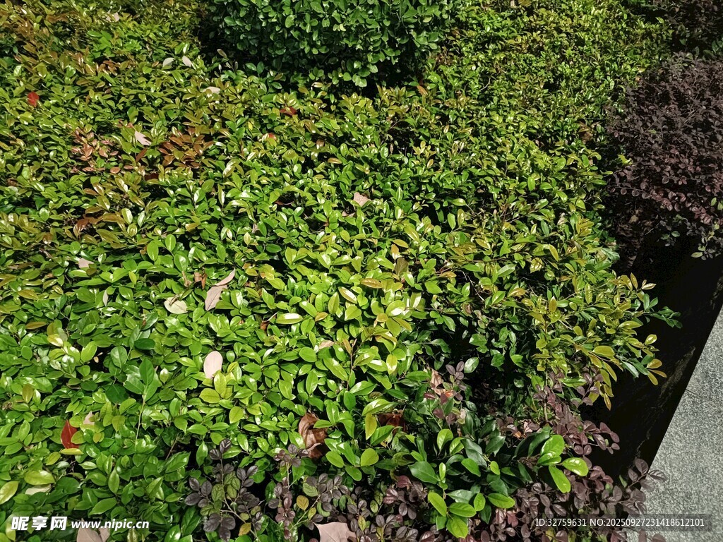 繁茂绿植景观