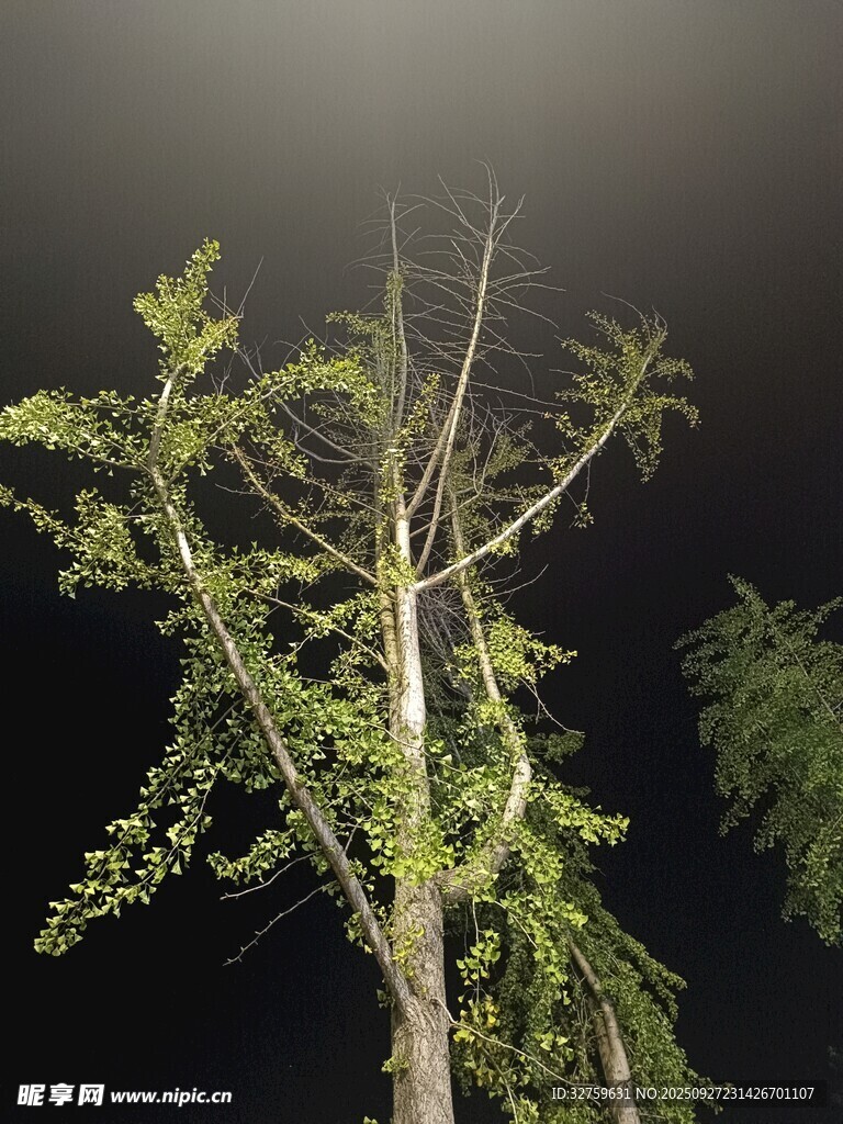 夜中孤树