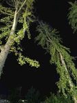 夜下葱郁树木