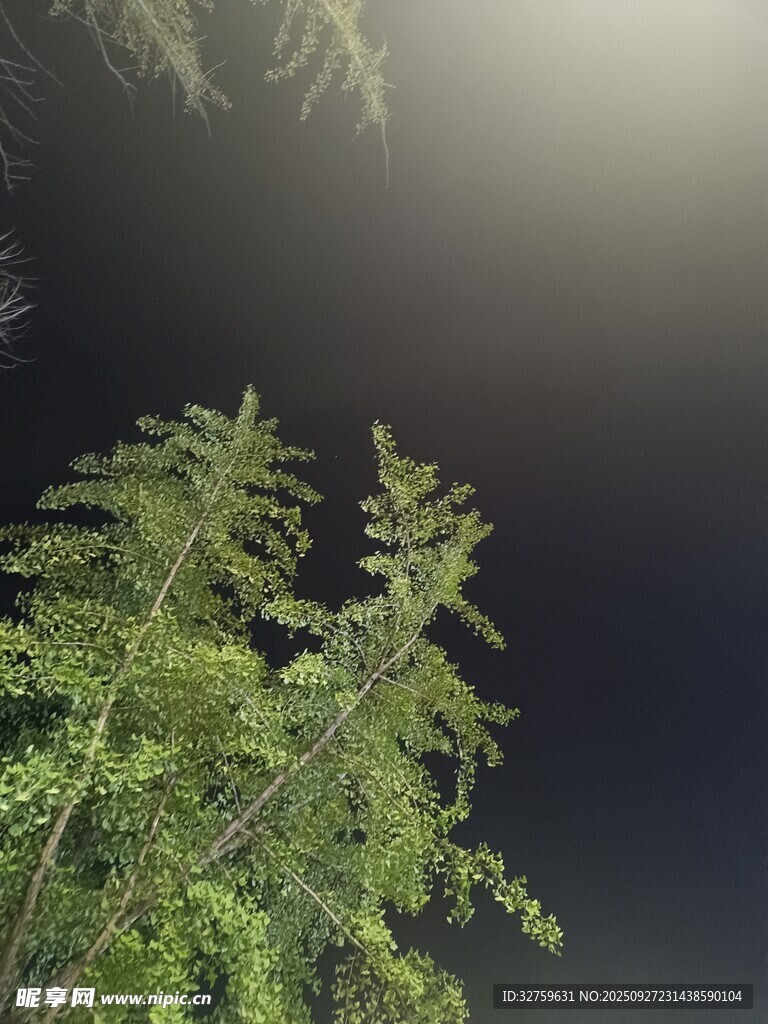 夜幕下的翠绿枝叶
