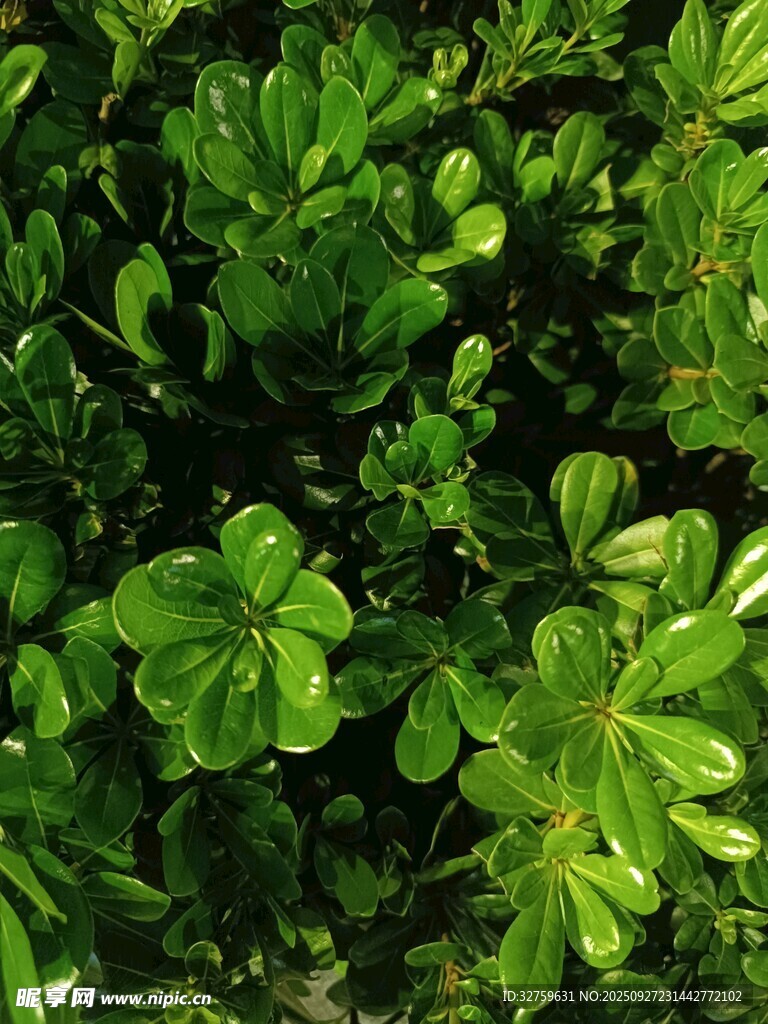 翠绿繁茂的植物叶片