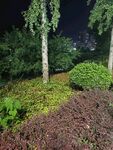 夜晚绿植景观