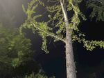 夜中挺拔绿树生机盎然