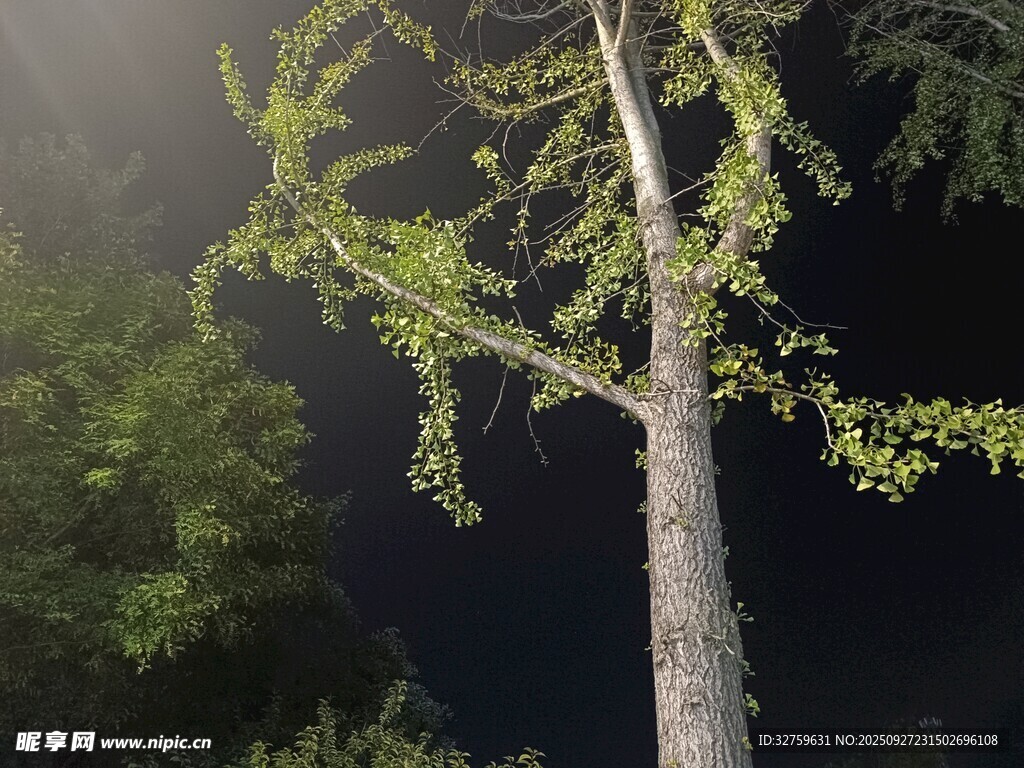 夜中挺拔绿树生机盎然