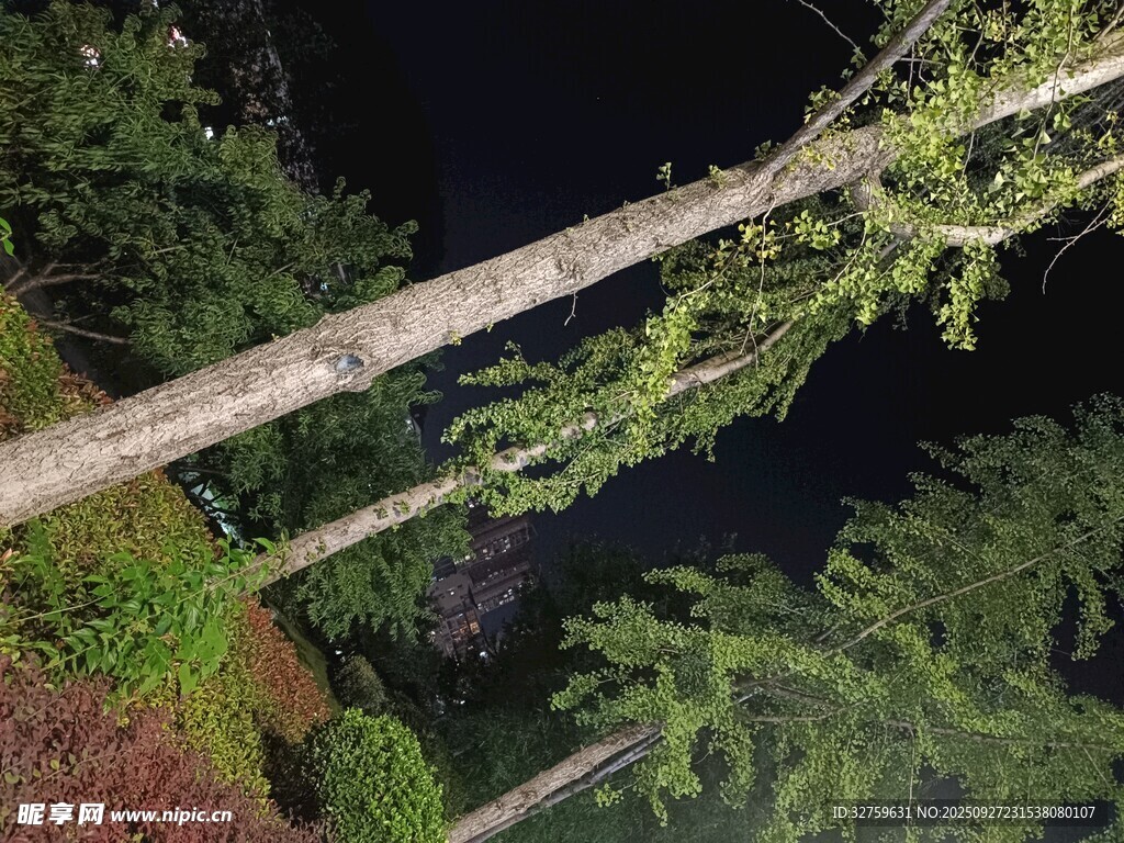 夜间森林中的倾斜树木