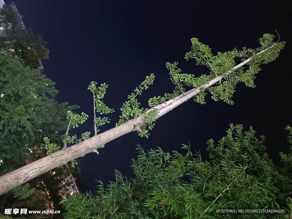 夜空下倾斜的高大树木