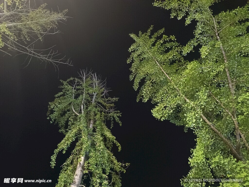 夜晚森林中的高耸树木
