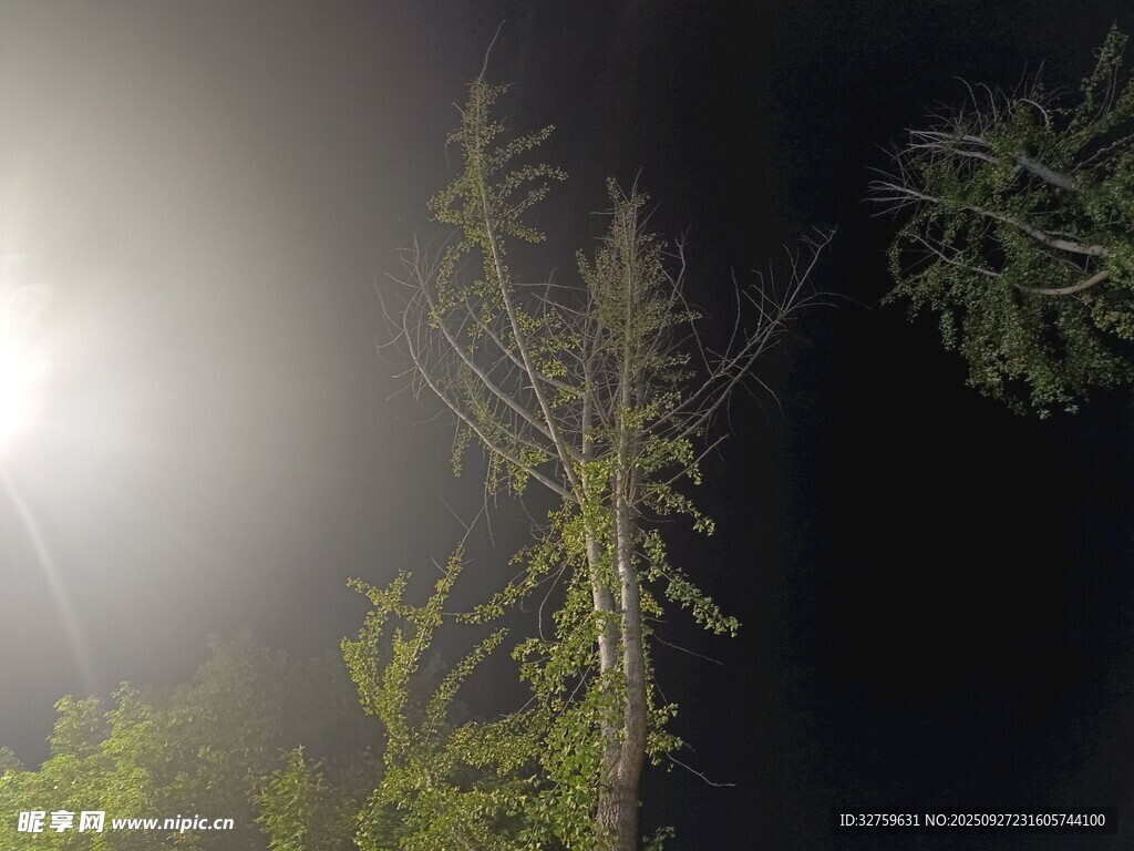 夜中孤树映月光