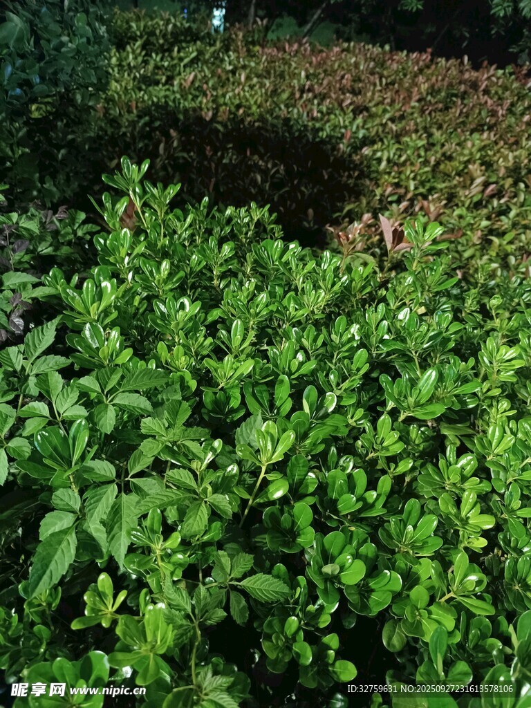 翠绿繁茂的绿植景观