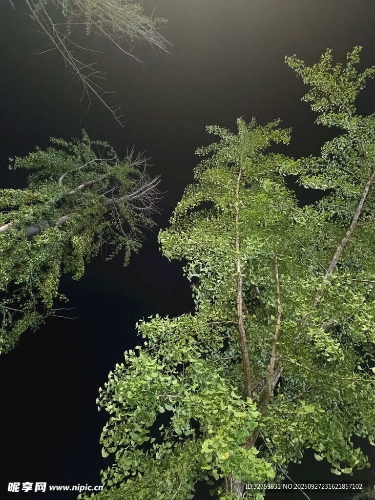 林间绿意盎然的树木景观