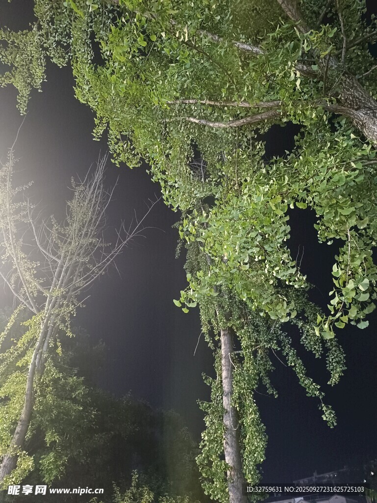 夜晚林间微光下的绿植