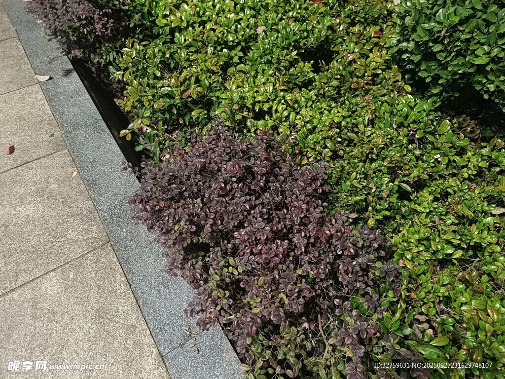 路边多彩绿植景观